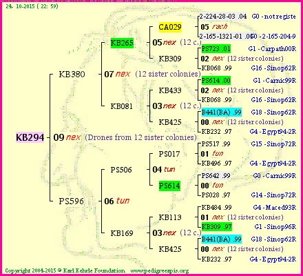 Pedigree of KB294 :
four generations presented