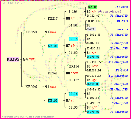 Pedigree of KB295 :
four generations presented<br />it's temporarily unavailable, sorry!