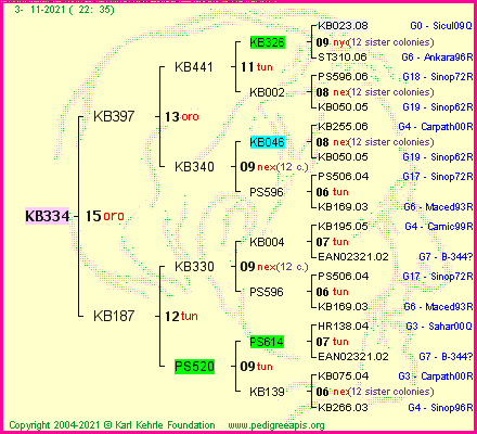 Pedigree of KB334 :
four generations presented
it's temporarily unavailable, sorry!