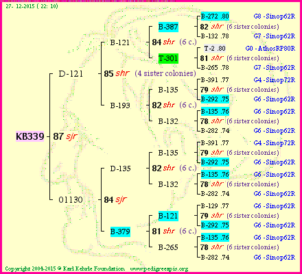 Pedigree of KB339 :
four generations presented