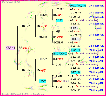 Pedigree of KB341 :
four generations presented
it's temporarily unavailable, sorry!