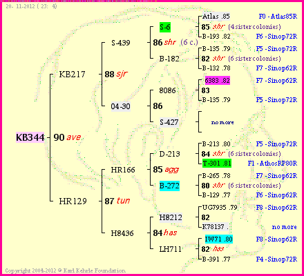 Pedigree of KB344 :
four generations presented