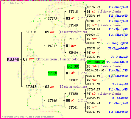 Pedigree of KB348 :
four generations presented