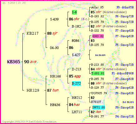 Pedigree of KB365 :
four generations presented