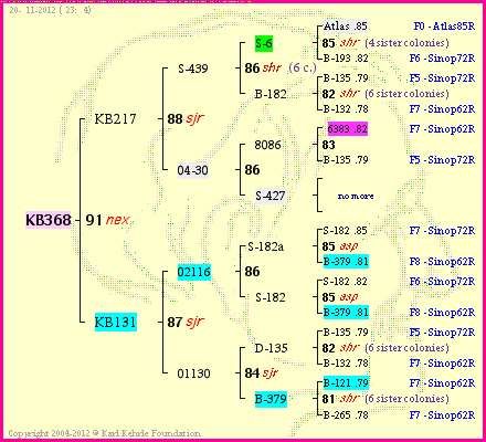 Pedigree of KB368 :
four generations presented