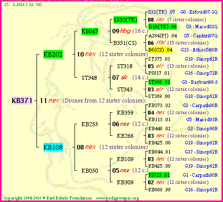 Pedigree of KB371 :
four generations presented