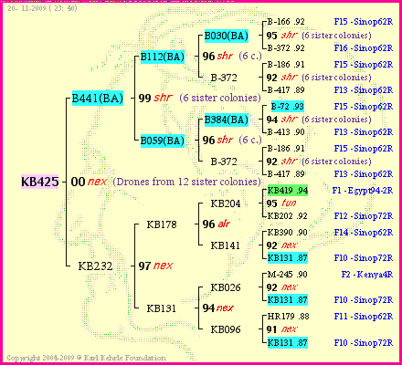 Pedigree of KB425 :
four generations presented