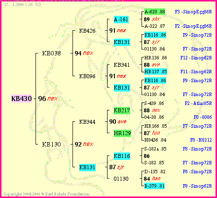 Pedigree of KB430 :
four generations presented
it's temporarily unavailable, sorry!