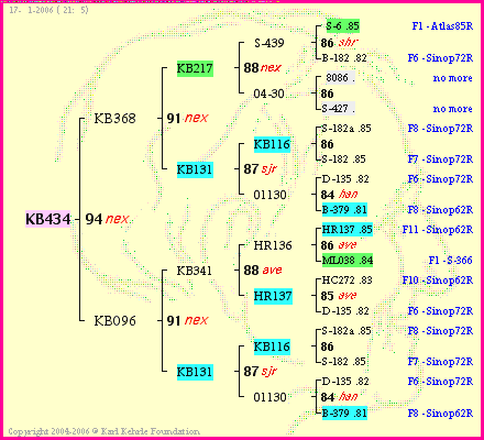 Pedigree of KB434 :
four generations presented