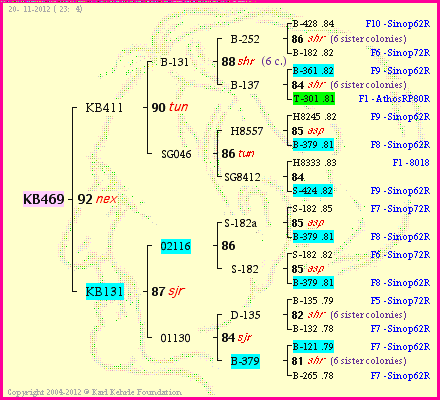 Pedigree of KB469 :
four generations presented