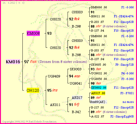 Pedigree of KM016 :
four generations presented