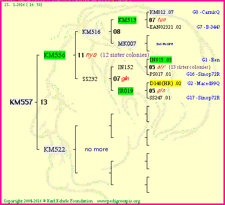 Pedigree of KM557 :
four generations presented