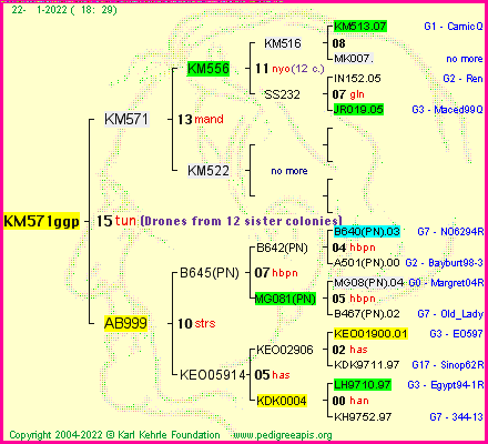 Pedigree of KM571ggp :
four generations presented
it's temporarily unavailable, sorry!