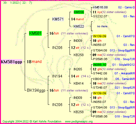 Pedigree of KM581ggp :
four generations presented
it's temporarily unavailable, sorry!