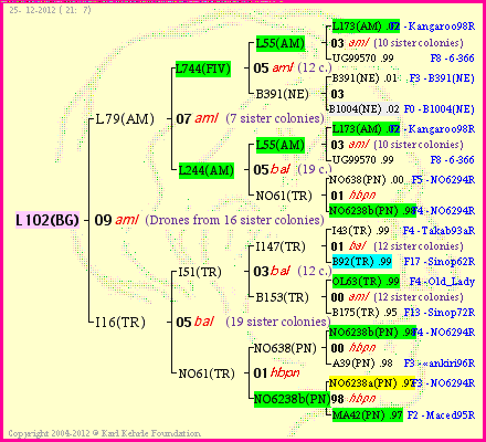 Pedigree of L102(BG) :
four generations presented