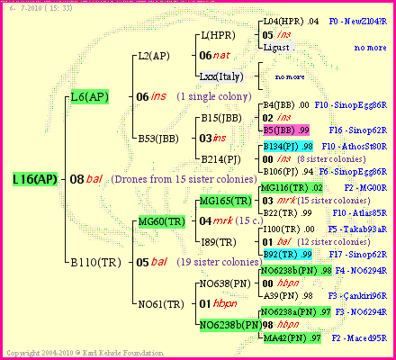 Pedigree of L16(AP) :
four generations presented