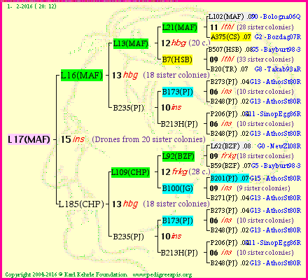 Pedigree of L17(MAF) :
four generations presented