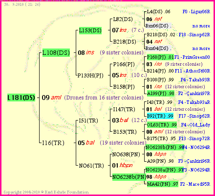 Pedigree of L181(DS) :
four generations presented