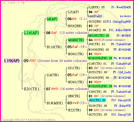 Pedigree of L19(AP) :
four generations presented