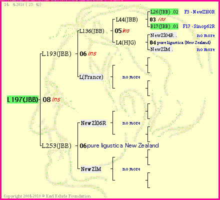 Pedigree of L197(JBB) :
four generations presented