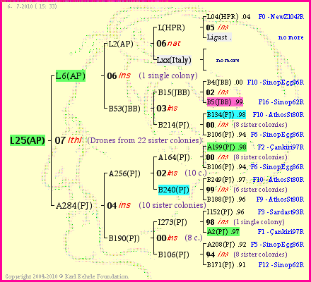 Pedigree of L25(AP) :
four generations presented