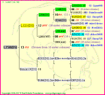 Pedigree of L258(DS) :
four generations presented
