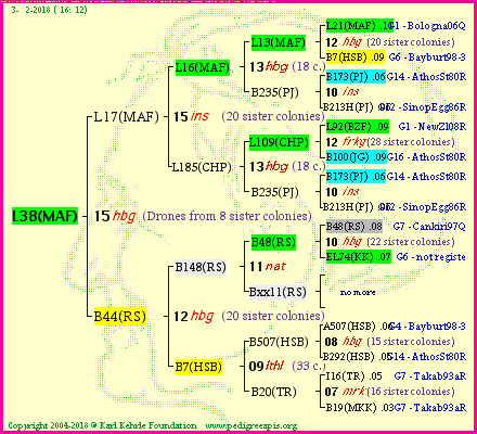 Pedigree of L38(MAF) :
four generations presented