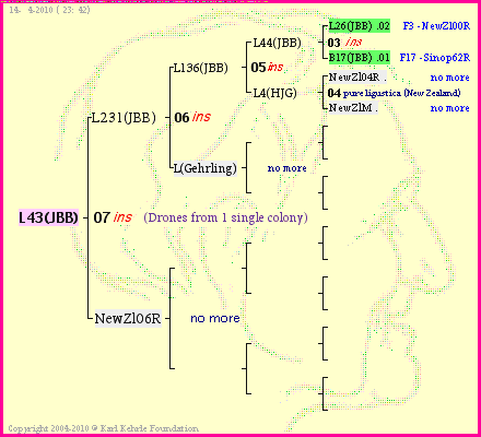 Pedigree of L43(JBB) :
four generations presented