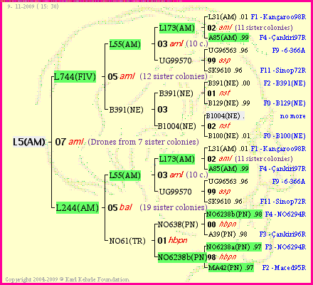 Pedigree of L5(AM) :
four generations presented