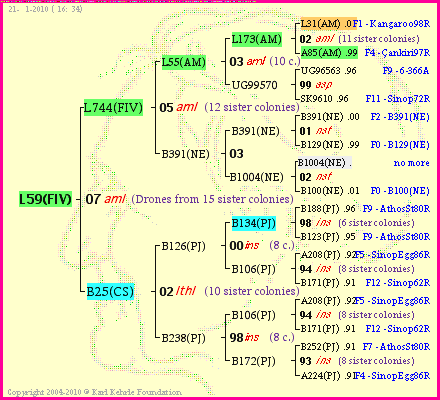 Pedigree of L59(FIV) :
four generations presented