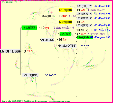 Pedigree of L613F1(JBB) :
four generations presented