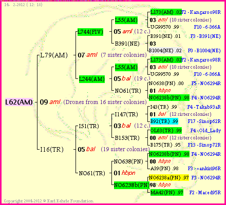 Pedigree of L62(AM) :
four generations presented