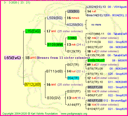 Pedigree of L65(EvG) :
four generations presented<br />it's temporarily unavailable, sorry!