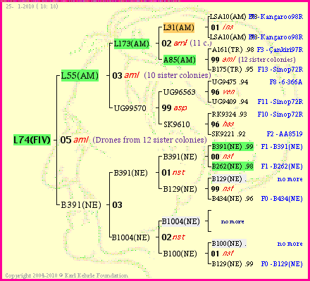 Pedigree of L74(FIV) :
four generations presented