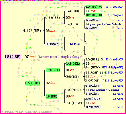 Pedigree of L81(JBB) :
four generations presented