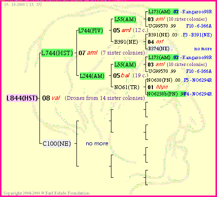 Pedigree of L844(HST) :
four generations presented