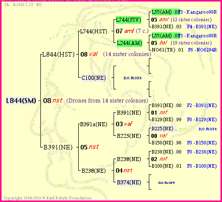 Pedigree of L844(SM) :
four generations presented