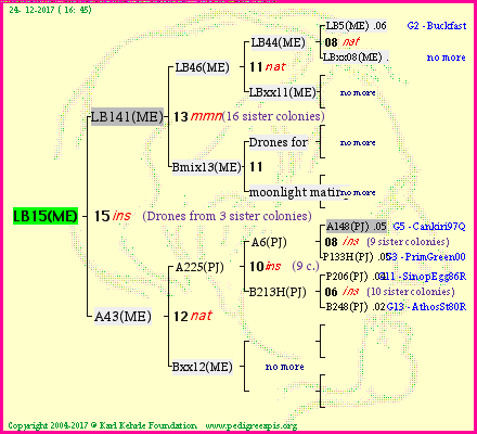 Pedigree of LB15(ME) :
four generations presented