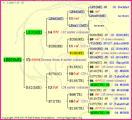 Pedigree of LB82(ME) :
four generations presented