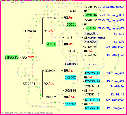 Pedigree of LH9515 :
four generations presented