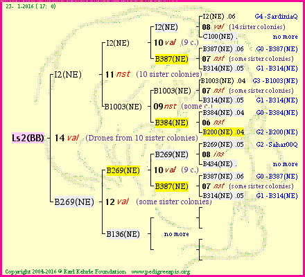 Pedigree of Ls2(BB) :
four generations presented