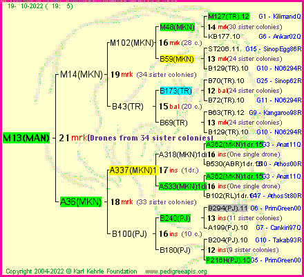 Pedigree of M13(MAN) :
four generations presented
it's temporarily unavailable, sorry!