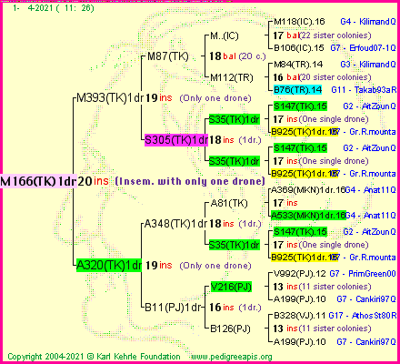 Pedigree of M166(TK)1dr :
four generations presented
it's temporarily unavailable, sorry!