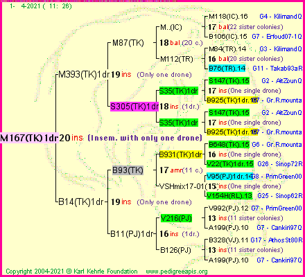 Pedigree of M167(TK)1dr :
four generations presented
it's temporarily unavailable, sorry!