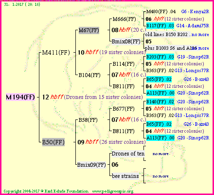 Pedigree of M194(FF) :
four generations presented