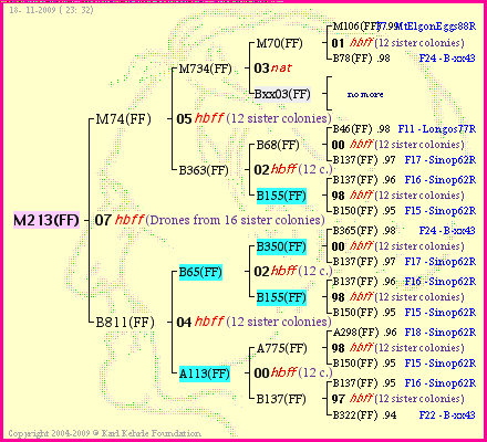 Pedigree of M213(FF) :
four generations presented