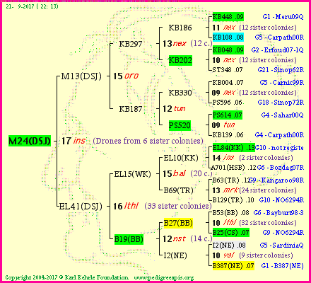 Pedigree of M24(DSJ) :
four generations presented
it's temporarily unavailable, sorry!