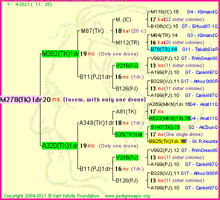 Pedigree of M278(TK)1dr :
four generations presented
it's temporarily unavailable, sorry!