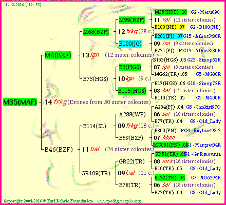 Pedigree of M35(MAF) :
four generations presented