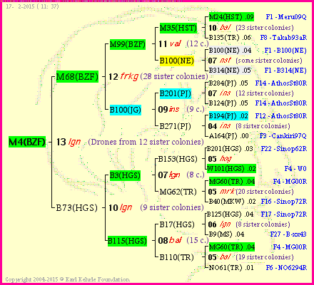 Pedigree of M4(BZF) :
four generations presented